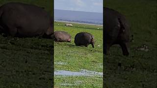 From Injury to Inspiration The Hippos Journey to Recovery [upl. by Stanley]