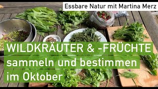 Essbare Wildkräuter und früchte im Oktober sammeln amp bestimmen in Oberbayern [upl. by Notnil]