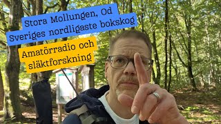 Stora Mollungen Sveriges nordligaste bokskog  Amatörradio på historisk mark [upl. by Kcirderfla924]