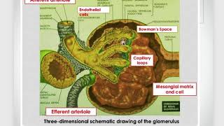 Parenchymal kidney diseases Nephrotic and nephritic syndrome [upl. by Finbur670]