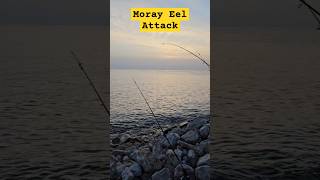 Rock Fishing Sunset surprise fishing moray eelatack morayeel [upl. by Essirahc705]