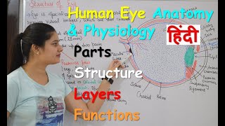 Human Eye Anatomy amp Physiology in Hindi  Structure  Parts  Functions  Rods amp Cones [upl. by Alesi726]