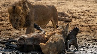 Lions kill buffalo at Chitake Springs Mana Pools [upl. by Dygal]