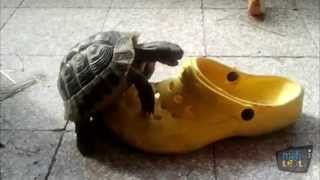 Turtles vs Shoes Compilation [upl. by Cristen]