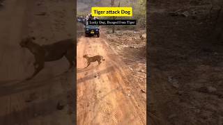 Tiger attack Dog ranthambore tiger [upl. by Zerelda756]