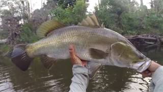 Insane Surface Barramundi on Dragon Kayak [upl. by Sidney780]