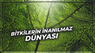 Sıra Dışı Bir Dünya  Bitkiler [upl. by Aloek]