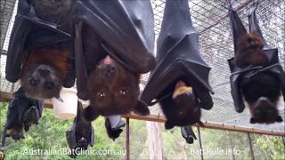 Australian rescued Bats  Rehab  Bat Megabat Flyingfox Fruit bat in care 💕🦇 [upl. by Eelaroc]