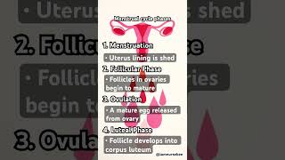 Menstrual cycle phases studentnurse menstrualcycle nursingschool nursingschoolstudents [upl. by Ailime]