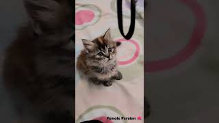 Persian cat delhi sale 6k  9871997782 [upl. by Mohammed]