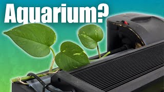 I Put Pothos Clippings in My Aquarium Heres What Happened [upl. by Castora]