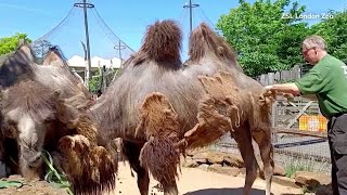 Camels get a haircut at London Zoo [upl. by Knobloch]