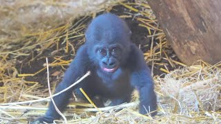 Baby Makongo Braving the World Under Moms Watchful Eyes [upl. by Amaryl]