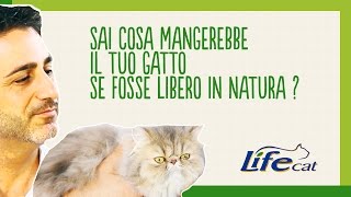 Cosa mangerebbe il tuo gatto se fosse libero in natura [upl. by Hennahane42]