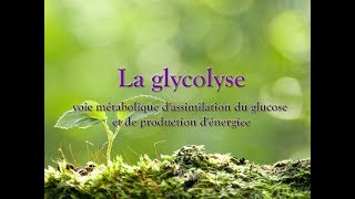 La glycolyse ou voie dEmbdenMeyerhofParnas [upl. by Merri80]