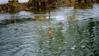 BOBBER DOWNS Insane River Steelhead Float Fishing Beatdown [upl. by Gifford]