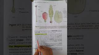 ovule structure in ovary of flowerbiology education cbse neet [upl. by Ainoyek]