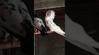 Pigeon  ImranShah pets vlogs [upl. by Peony]