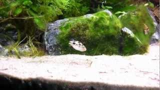 Aquarium Puffer Freshwater sole  Achirus Achirus crystal red shrimp Rasbora Galaxy [upl. by Indys]