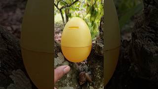 finding egg and snail in the chocolate tree snail egg [upl. by Steinway]