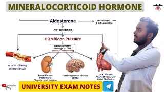 Mineralocorticoids  Aldosterone Hormone  Endocrine Physiology [upl. by Semajwerdna]