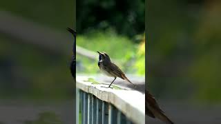 Варакушка  Bluethroat [upl. by Placia131]