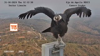 Majestuoso Cóndor andino posó durante 15 horas [upl. by Meerek]