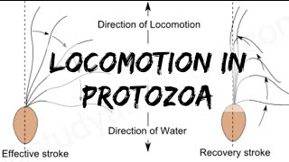 Biology  Phylum Protozoa  Locomotion in Protozoa [upl. by Ennaharas]