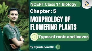 Class 11 Biology Chapter 5  Morphology of flowering plants Part 1Types of roots and leaves [upl. by Jehial484]