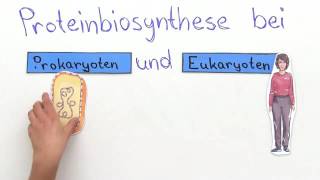 PROTEINBIOSYNTHESE  VERGLEICH VON PROKARYOTEN UND EUKARYOTEN  Biologie [upl. by Oly]