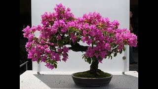 bougainvillea bonsai repotting amp GrowGREEN PLANTS [upl. by Orwin]