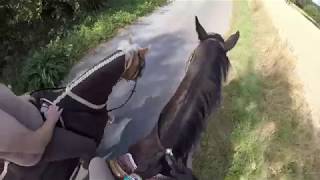 Ausritt mit Galopp auf dem Stoppelfeld GoPro [upl. by Nodab40]