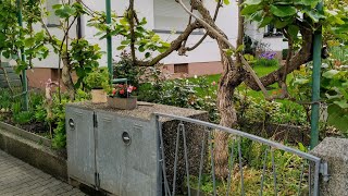 Old Kiwi Actinidia deliciosa Vines in Leutershausen  Germany [upl. by Ardnuhsor569]