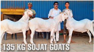 Indias Biggest Sojat Goats Self Feeding at Shawaya Goat Farm Mumbai [upl. by Henderson689]