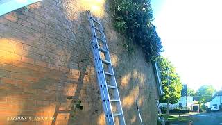 Ivy removal Woolton Liverpool L25 by Fischerco Gardening Company Aigburth Liverpool L17 [upl. by Lindahl]