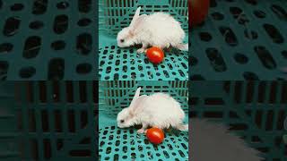 tappo tappo cute rabbit baby [upl. by Ainimreh]