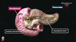 The gland that works with two systems  Pancreas ✨ [upl. by Ejroj]