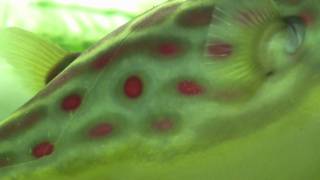 DOT  Tetraodon Pustulatus  Cross River Puffer [upl. by Pamela663]