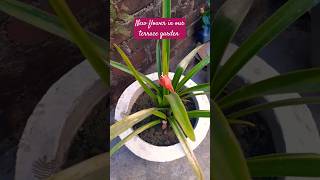 New flower terrace garden update 😀terracegardens gardenplants gardenflowers youtubeshorts [upl. by Irep770]