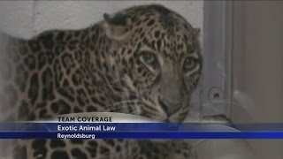 Zanesville animal escape 4 years later [upl. by Rehc]