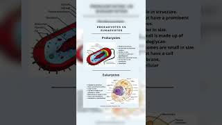 Prokaryotes and Eukaryotes [upl. by Pembrook]