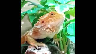 RC Reptiles Pet Tour [upl. by Yenterb17]