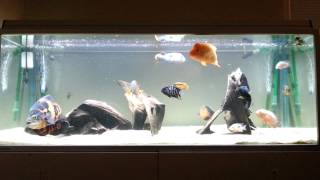 Oscar cichlid tank New setup with Midas cichlid [upl. by Naivart]