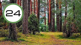 Sonido de BOSQUE🌲🌿 y PÁJAROS🐤 Sin Agua Efecto Relajante para Dormir Estudiar Relajarse y Meditar [upl. by Ahrat]