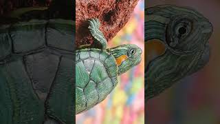 🐢 Redeared Slider Trachemys scripta elegans in Pond Turtle Family Emydidae [upl. by Aldwon]