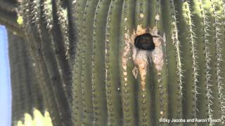 Pygmyowl in nest cavity [upl. by Rochkind843]