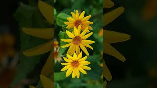 False Sunflower Heliopsis helianthoides in Sunflower Family AsteraceaeObserved in Description [upl. by Ailimac]