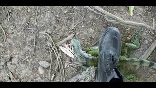 Iguana Hunting In Trinidad [upl. by Chadburn]