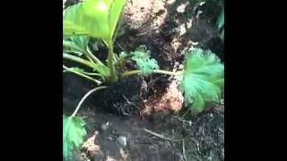 How to Plant a Gunnera [upl. by Annamaria788]