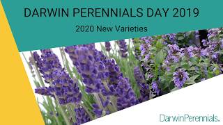 2020 NewVarieties from DarwinPerennials [upl. by Nnylyam169]